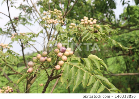 Curry Berries plant on farm Curry Berries plant on farm 140338856