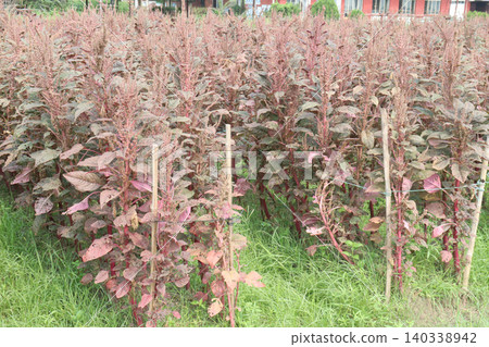 Red amaranth spinach plant on farm Red amaranth spinach plant on farm 140338942