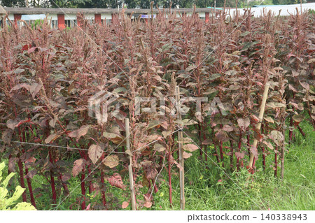 Red amaranth spinach plant on farm 140338943