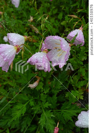 Pink evening primrose flowers on a rainy day Pink evening primrose flowers on a rainy day 140338976