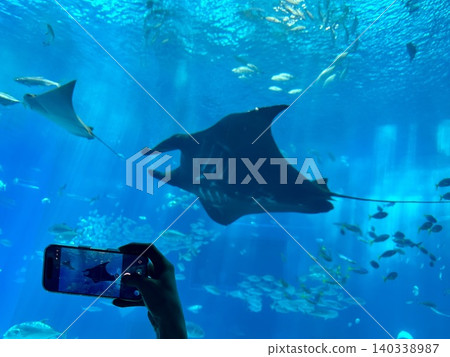 A person taking pictures of fish swimming in an aquarium. A person taking pictures of fish swimming in an aquarium. 140338987