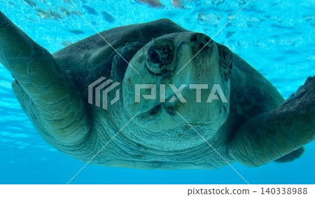 Sea turtle doup Sea turtle doup 140338988