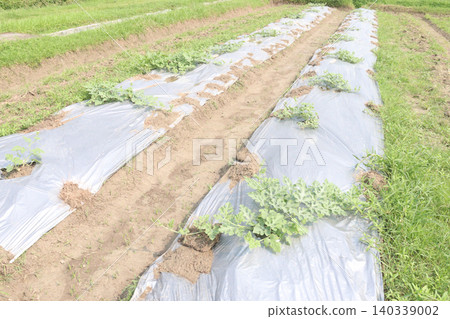 watermelon seedling on plastic bed in farm watermelon seedling on plastic bed in farm 140339002