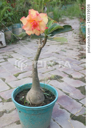 Adenium flower plant on nursery 140339036