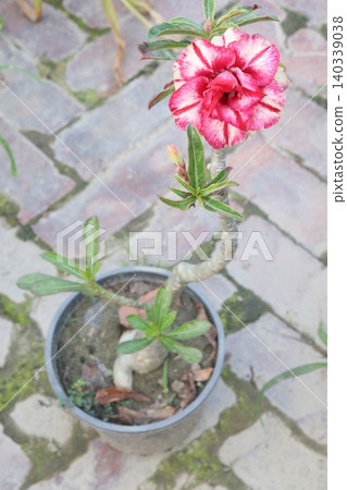 Adenium flower plant on nursery 140339038