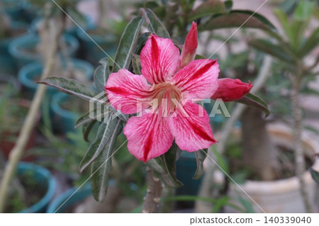 Adenium flower plant on nursery 140339040