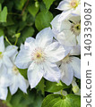 Clematis waiting for the wind 140339087