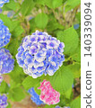 Hydrangeas herald the rainy season 140339094