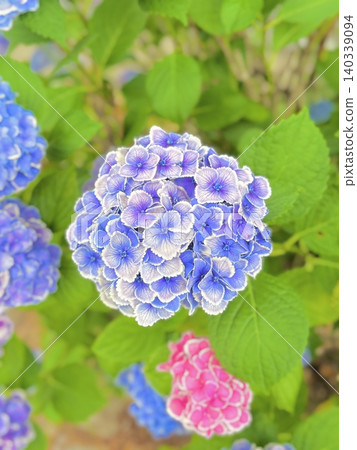 Hydrangeas herald the rainy season Hydrangeas herald the rainy season 140339094