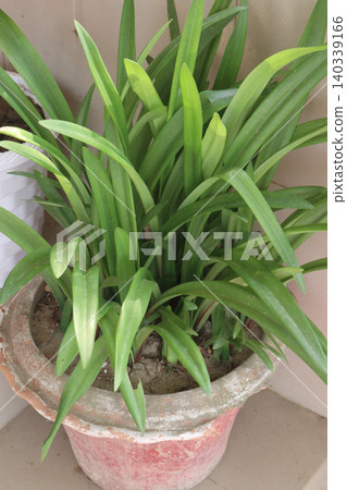 Lily of the Nile, Agapanthus flower plant on farm Lily of the Nile, Agapanthus flower plant on farm 140339166