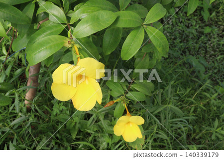 Allamanda flower on tree in farm Allamanda flower on tree in farm 140339179
