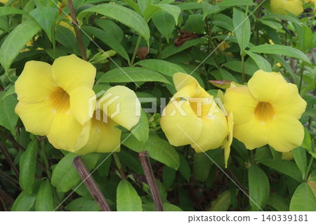Allamanda flower on tree in farm Allamanda flower on tree in farm 140339181