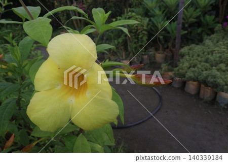 Allamanda flower on tree in farm Allamanda flower on tree in farm 140339184