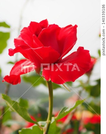 Rose (Cheers 20260515070929) Rose (Cheers 20260515070929) 140339186