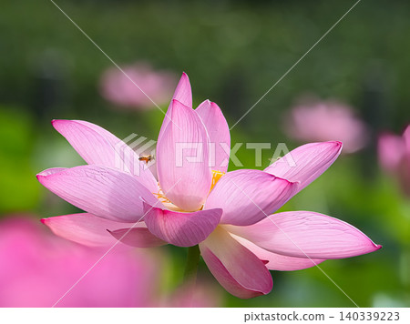 Landscape with lotus flowers Landscape with lotus flowers 140339223