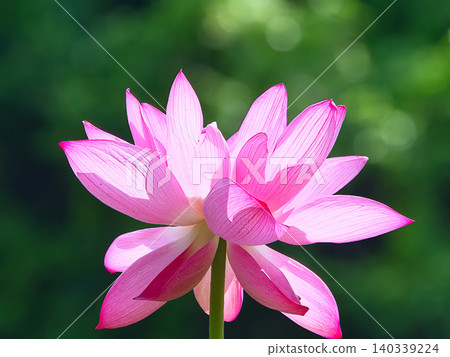 Beautiful pink lotus flower 140339224
