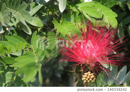 Calliandra haematocephala, Calliandra tergemina, red powder puff plant Calliandra haematocephala, Calliandra tergemina, red powder puff plant 140339242