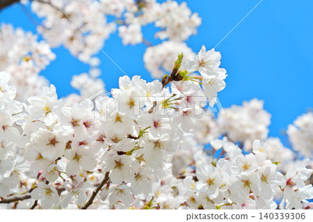 藍天與櫻花（千鳥淵綠道、皇居） 140339306