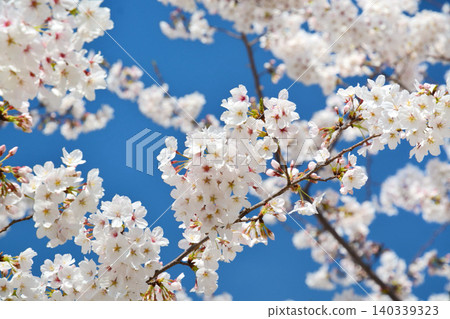 Blue sky and cherry blossoms (Chidorigafuchi Greenway, Imperial Palace) 140339323