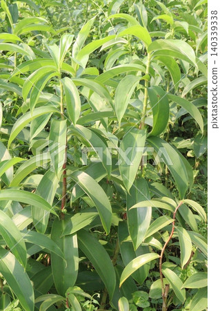 Costus spicatus flower plant on jungle Costus spicatus flower plant on jungle 140339338