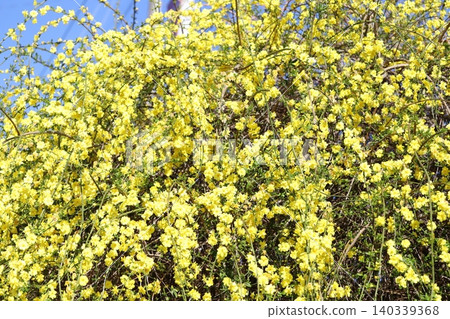 Yellow Unnan Ophiopogon flowers blooming in a park in spring 140339368