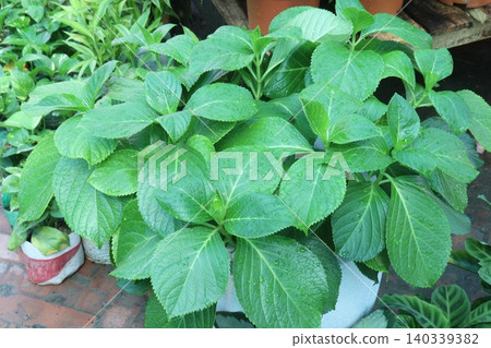 hydrangea macrophylla flower plant on nursery hydrangea macrophylla flower plant on nursery 140339382