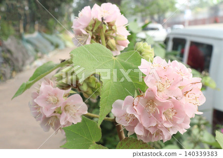 hydrangea macrophylla flower plant on nursery hydrangea macrophylla flower plant on nursery 140339383