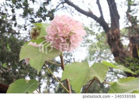 hydrangea macrophylla flower plant on nursery hydrangea macrophylla flower plant on nursery 140339386