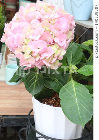hydrangea macrophylla flower plant on nursery hydrangea macrophylla flower plant on nursery 140339387