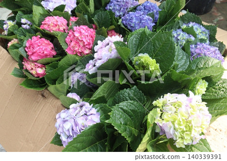 hydrangea macrophylla flower plant on nursery hydrangea macrophylla flower plant on nursery 140339391
