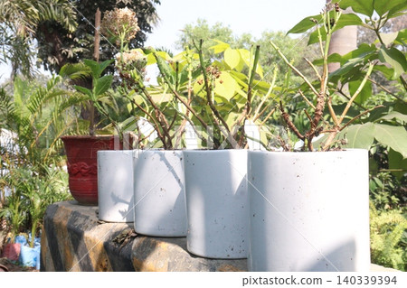 hydrangea macrophylla flower plant on nursery hydrangea macrophylla flower plant on nursery 140339394