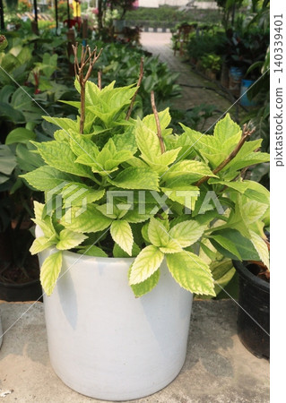 hydrangea macrophylla flower plant on nursery 140339401