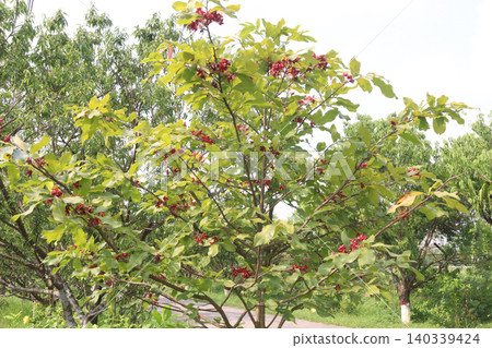 Ochna obtusata flower plant also called konok chapa on farm Ochna obtusata flower plant also called konok chapa on farm 140339424