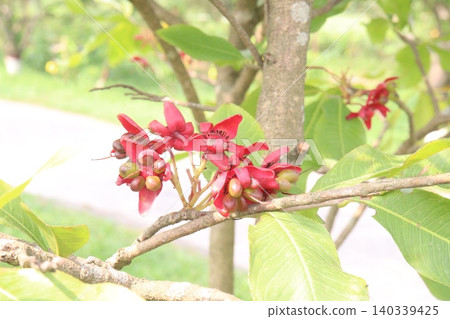 Ochna obtusata flower plant also called konok chapa on farm Ochna obtusata flower plant also called konok chapa on farm 140339425