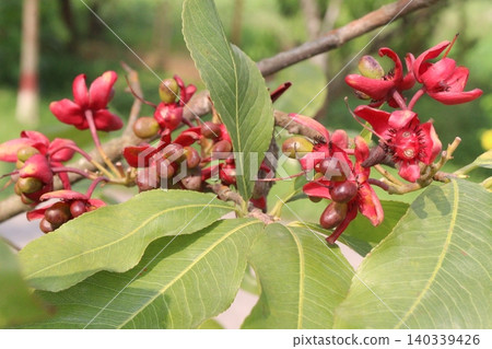 Ochna obtusata flower plant also called konok chapa on farm Ochna obtusata flower plant also called konok chapa on farm 140339426