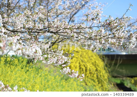 春天公園裡,染井吉野櫻花和油菜花盛開,景色宜人。 春天公園裡,染井吉野櫻花和油菜花盛開,景色宜人。 140339489