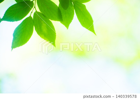 被初夏清爽的綠色環繞 被初夏清爽的綠色環繞 140339578