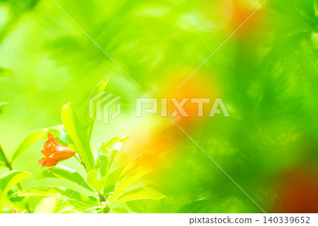 被初夏清爽的綠色環繞 被初夏清爽的綠色環繞 140339652