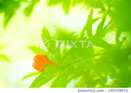 被初夏清爽的綠色環繞 被初夏清爽的綠色環繞 140339653