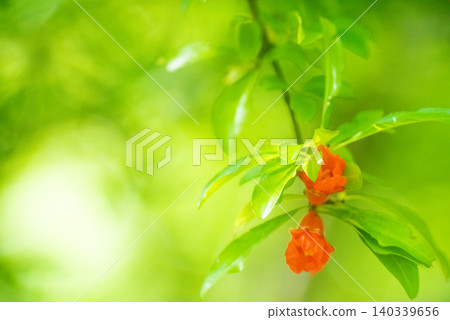 被初夏清爽的綠色環繞 140339656