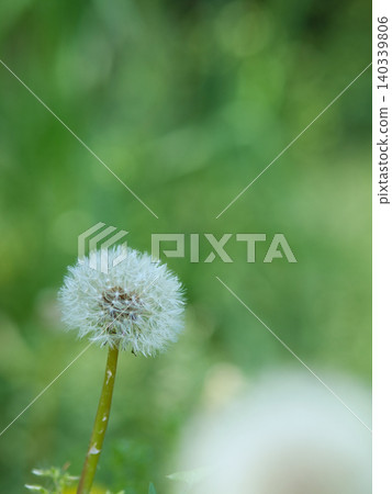 White dandelion fluff White dandelion fluff 140339806