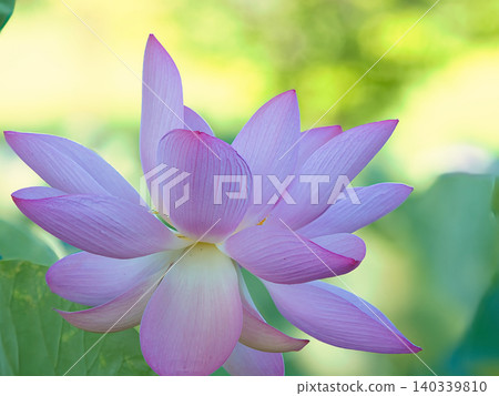 A beautiful lotus flower A beautiful lotus flower 140339810