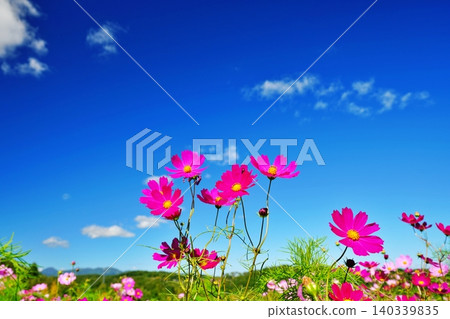 Cosmos field Cosmos field 140339835