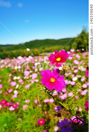Scenery of Takino Suzuran Hillside National Park Scenery of Takino Suzuran Hillside National Park 140339840