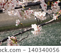 水面上櫻花盛開，構成了一幅美麗的風景。 140340056