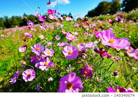 Scenery of Takino Suzuran Hillside National Park 140340074