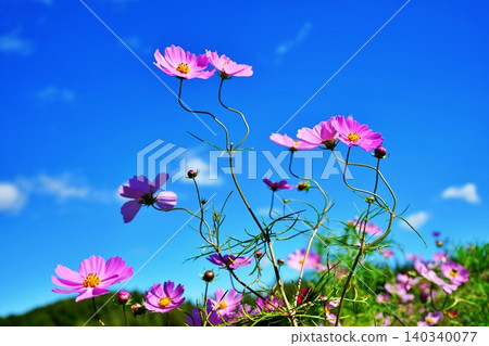 Cosmos field Cosmos field 140340077