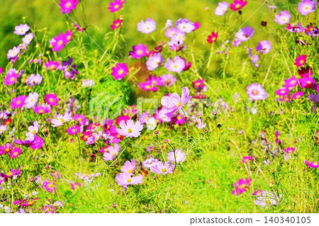 Cosmos field Cosmos field 140340105
