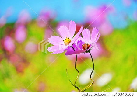 Cosmos field Cosmos field 140340106