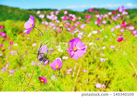 Scenery of Takino Suzuran Hillside National Park Scenery of Takino Suzuran Hillside National Park 140340109